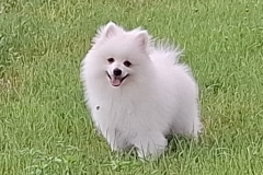 Maverick