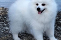 Merlino