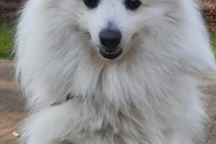 O